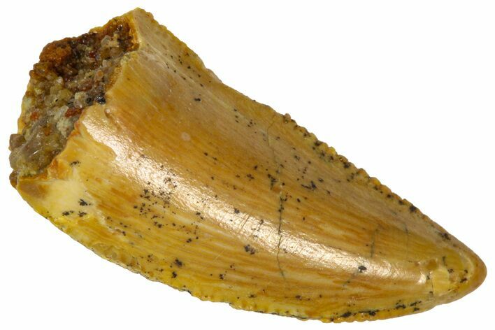 Serrated Raptor Premaxillary Tooth - Real Dinosaur Tooth #361055